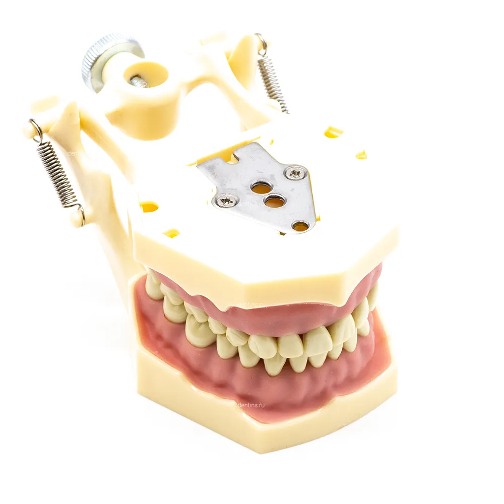 Учебная модель челюсти с зубами, аналог frasaco