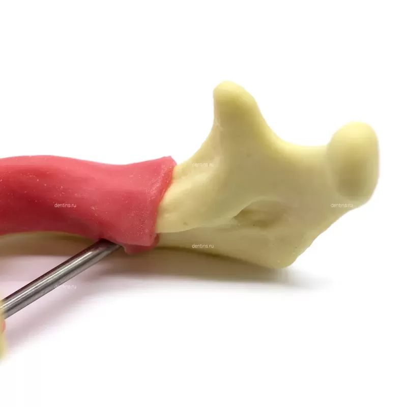 Учебная модель для имплантации, расщепления костного гребня, нижняя челюсть