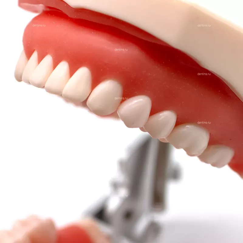 Демонстрационная модель челюсти с зубами, физиологическая