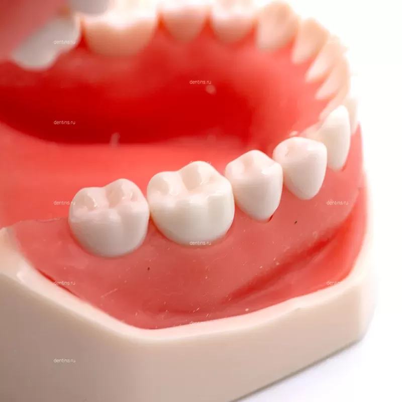 Демонстрационная модель челюсти с зубами, физиологическая